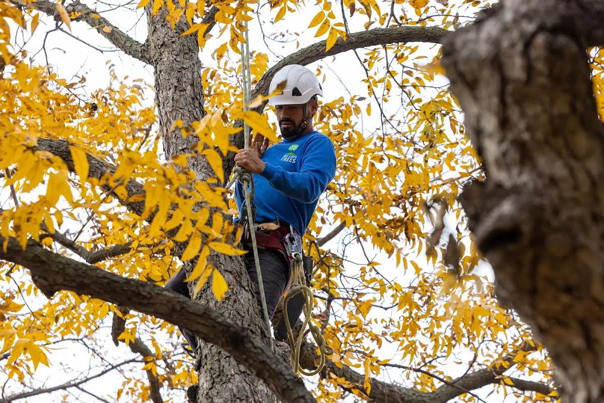 Skilled Tree Pruning crew working in Pocahontas